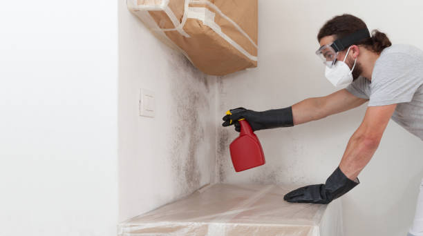 Professional Black Mold Remediation technician working in Bridgeport, IL