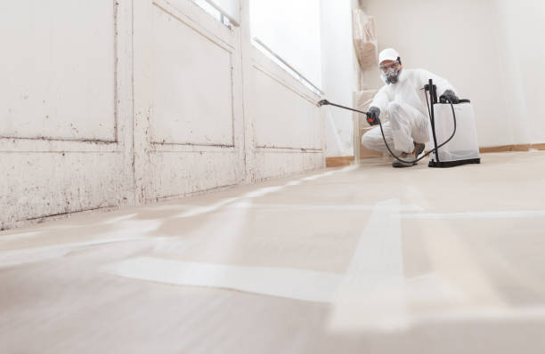 24/7 Emergency Black Mold Remediation experts in Bridgeport, IL