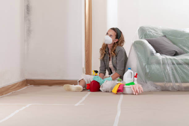 Reliable Black Mold Remediation contractor in Bridgeport, IL by Mold Remediation HQ