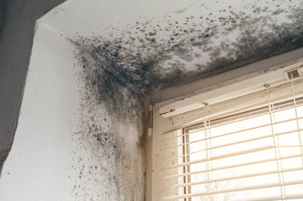 Affordable Black Mold Remediation solutions in Bridgeport, IL